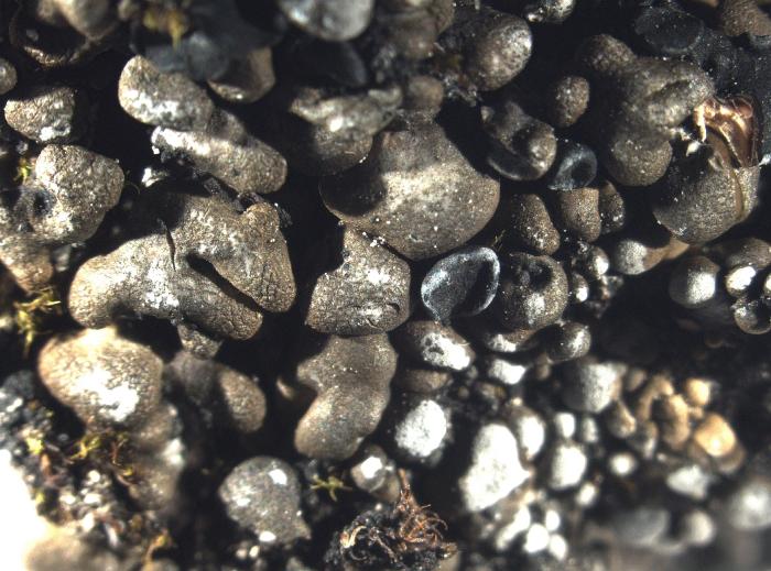 Thalloidima sedifolium (Scop.) Kistenich, Timdal, Bendiksby & S. Ekman, 2018