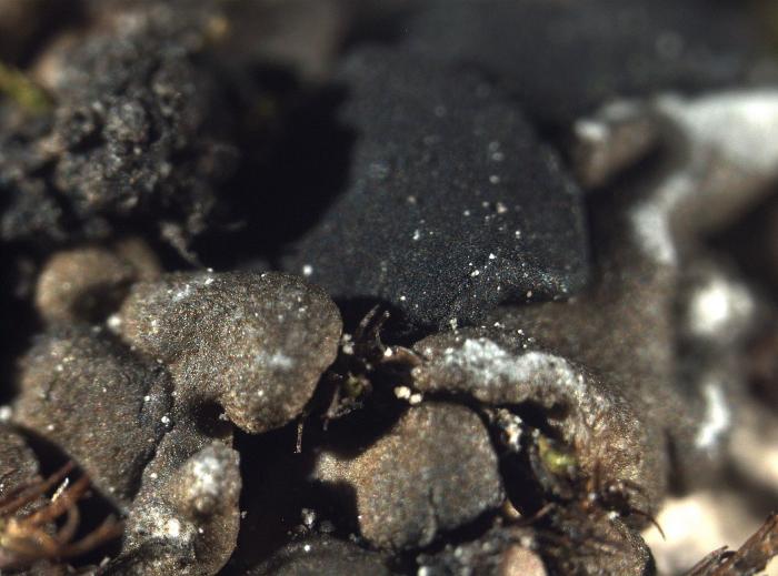 Thalloidima sedifolium (Scop.) Kistenich, Timdal, Bendiksby & S. Ekman, 2018