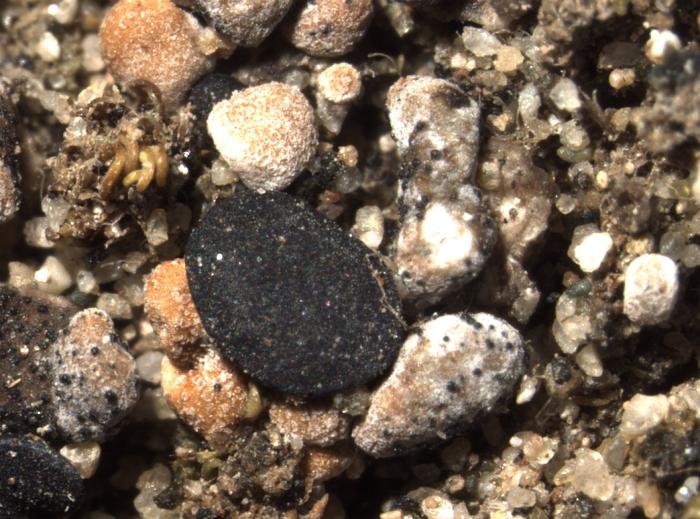 Thalloidima sedifolium (Scop.) Kistenich, Timdal, Bendiksby & S. Ekman, 2018