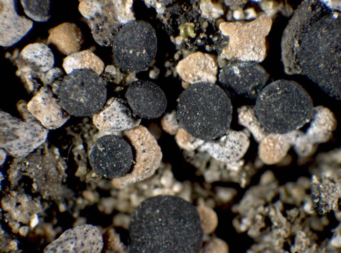 Thalloidima sedifolium (Scop.) Kistenich, Timdal, Bendiksby & S. Ekman, 2018