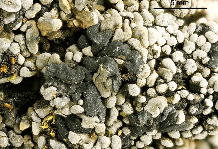 Thalloidima sedifolium (Scop.) Kistenich, Timdal, Bendiksby & S. Ekman, 2018