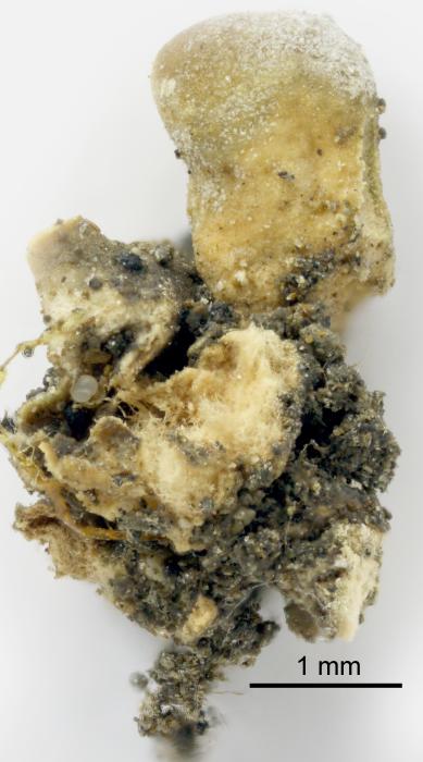 Thalloidima sedifolium (Scop.) Kistenich, Timdal, Bendiksby & S. Ekman, 2018