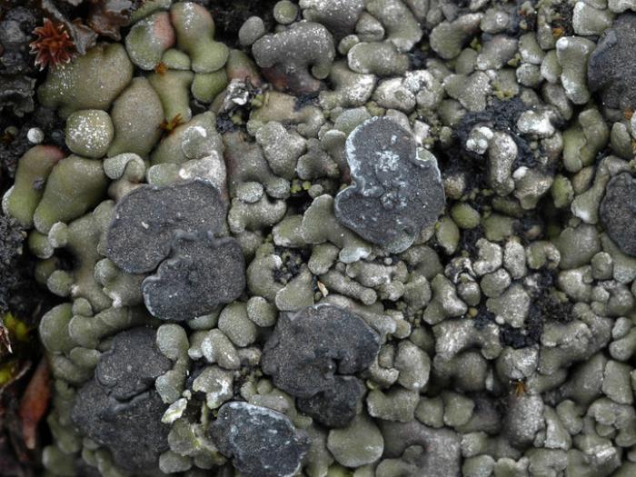 Thalloidima sedifolium (Scop.) Kistenich, Timdal, Bendiksby & S. Ekman, 2018