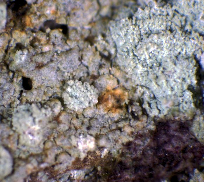 Trapeliopsis pseudogranulosa Coppins & P. James, 1984