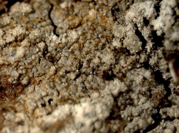Trapeliopsis pseudogranulosa Coppins & P. James, 1984