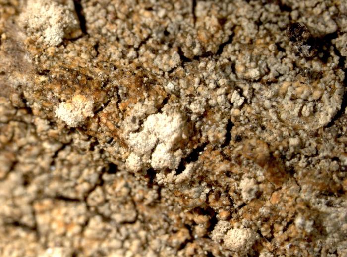 Trapeliopsis pseudogranulosa Coppins & P. James, 1984