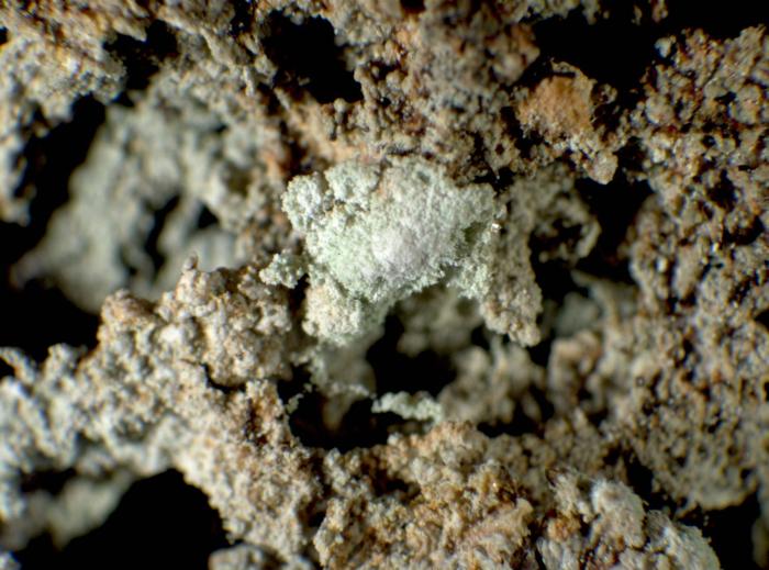 Trapeliopsis pseudogranulosa Coppins & P. James, 1984