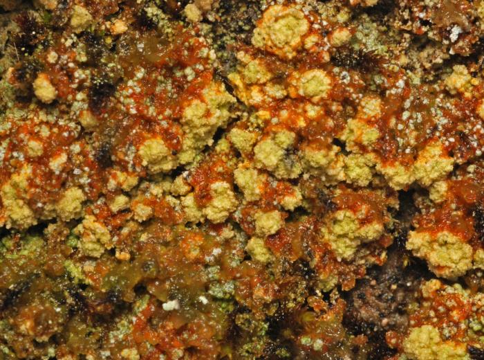 Trapeliopsis pseudogranulosa Coppins & P. James, 1984