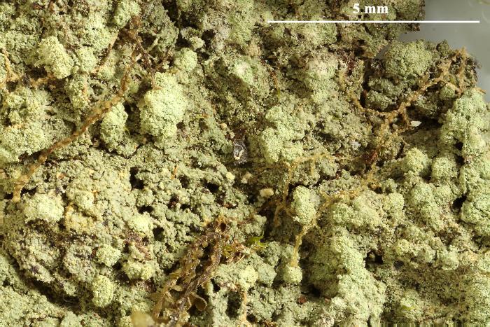 Trapeliopsis pseudogranulosa Coppins & P. James, 1984