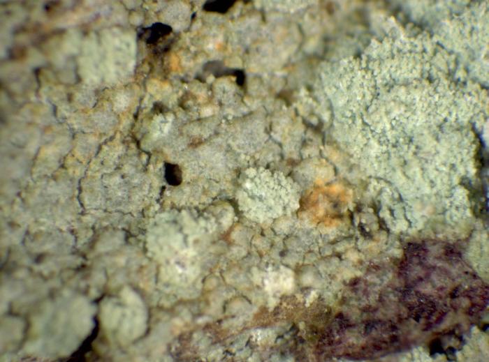 Trapeliopsis pseudogranulosa Coppins & P. James, 1984