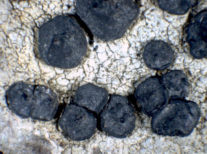 &copy; Pier Luigi Nimis