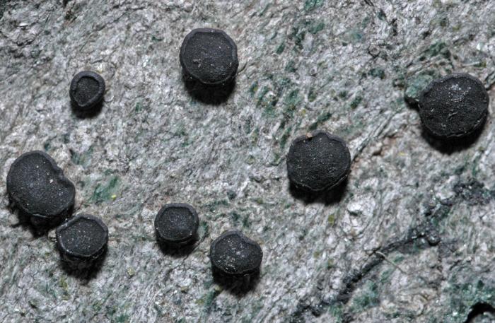 &copy; Leif Stridvall