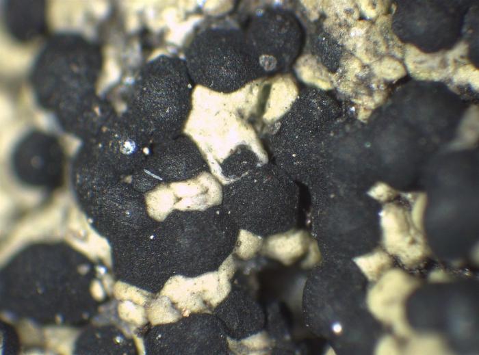 Epilichen scabrosus (Ach.) Clem., 1909