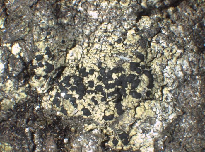 Epilichen scabrosus (Ach.) Clem., 1909