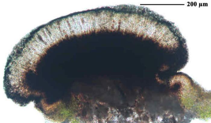 Epilichen scabrosus (Ach.) Clem., 1909