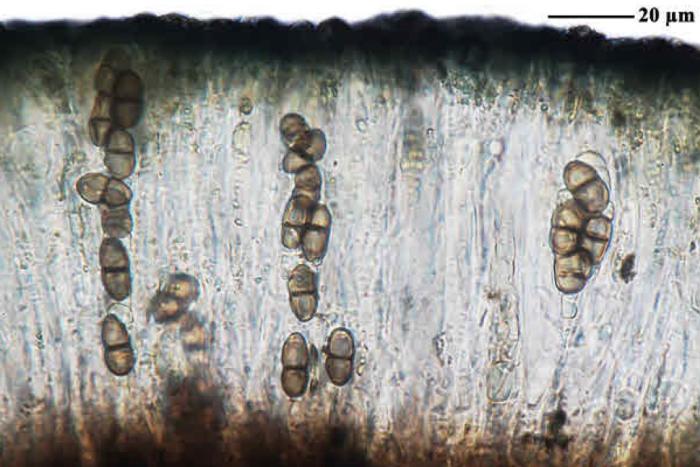 Epilichen scabrosus (Ach.) Clem., 1909
