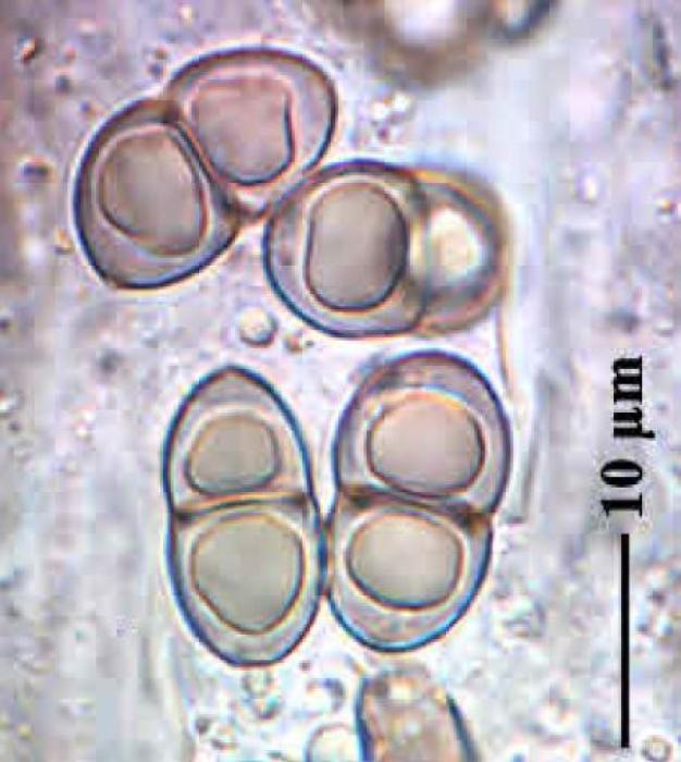 Epilichen scabrosus (Ach.) Clem., 1909