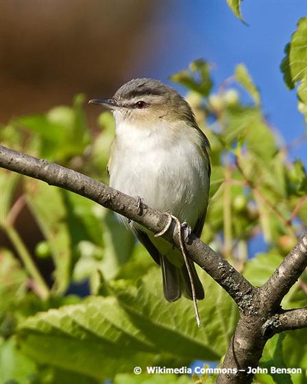 Vireo olivaceus (Linnaeus, 1766)