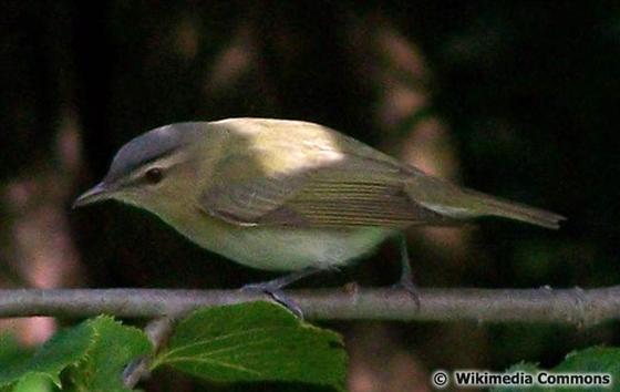Vireo olivaceus (Linnaeus, 1766)