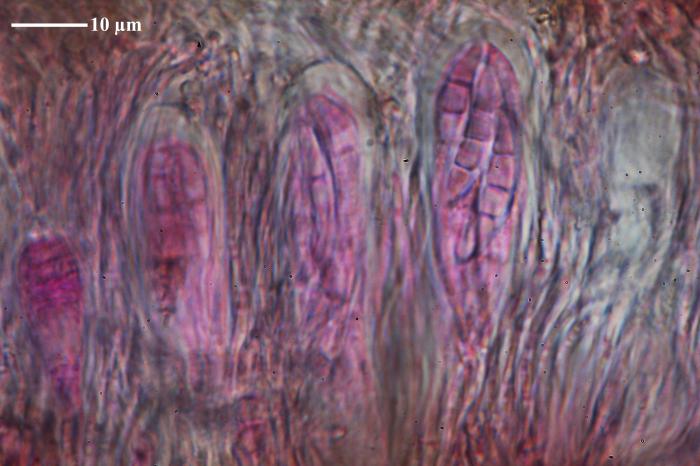 Die fertile Form mit Apothecien und ohne Sorale (früher Roccella canariensis genannt). Cortex mit textura intricata. Chemistry: Cortex C-, Subcortex C+ rot, Medulla C-, J+ blau. Sporen 3-septiert, farblos, 8/Ascus, 21.5-25 x 5-5.5 μm / © Felix Schumm