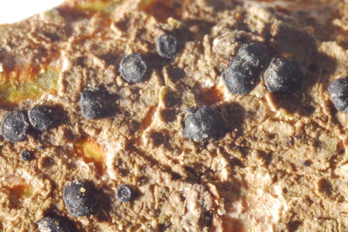 © Domenico Puntillo