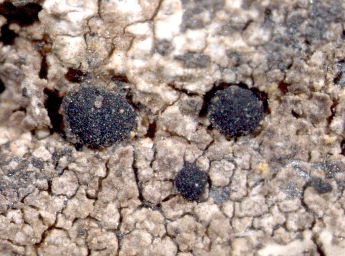 Toniniopsis mesoidea (Nyl.) Timdal, 2018