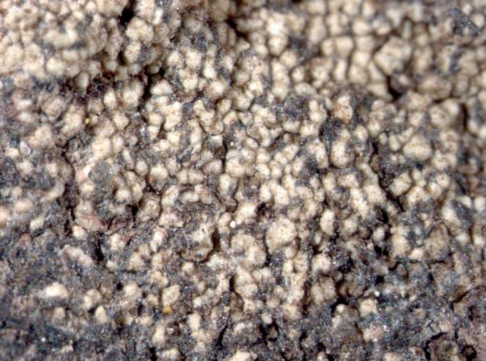 Toniniopsis mesoidea (Nyl.) Timdal, 2018
