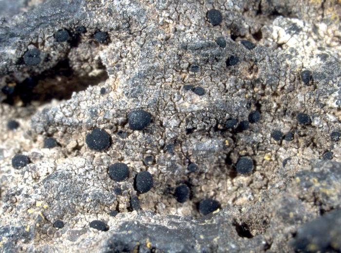 Toniniopsis mesoidea (Nyl.) Timdal, 2018