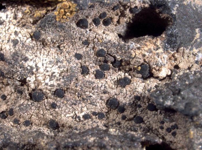 Toniniopsis mesoidea (Nyl.) Timdal, 2018
