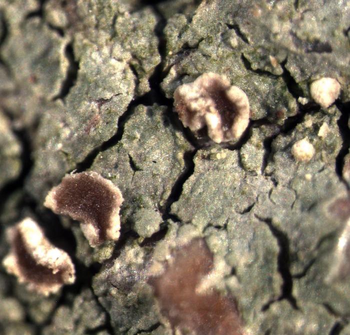 Trapelia coarctata (Turner ex Sm.) M. Choisy, 1932