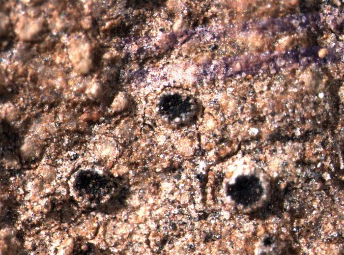 Trapelia coarctata (Turner ex Sm.) M. Choisy, 1932