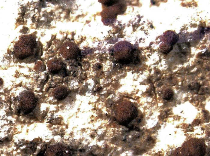 Trapelia coarctata (Turner ex Sm.) M. Choisy, 1932