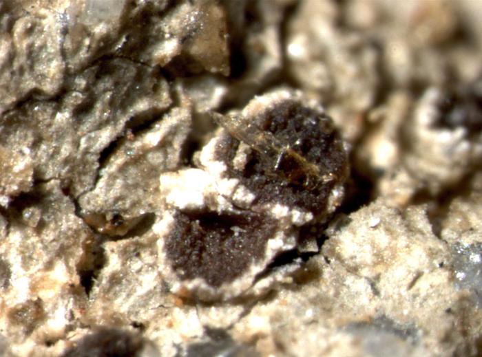 Trapelia coarctata (Turner ex Sm.) M. Choisy, 1932