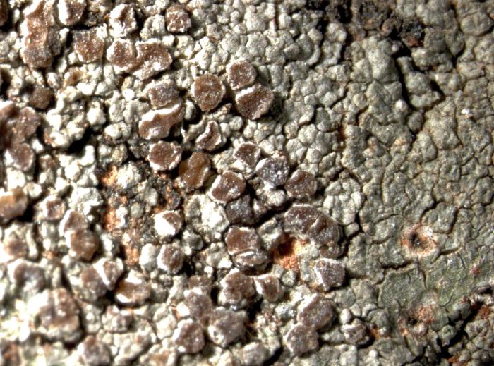 Trapelia coarctata (Turner ex Sm.) M. Choisy, 1932