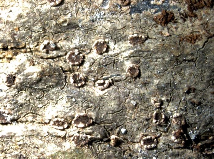 Trapelia coarctata (Turner ex Sm.) M. Choisy, 1932
