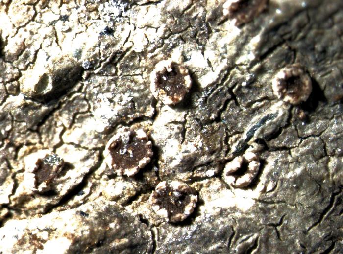 Trapelia coarctata (Turner ex Sm.) M. Choisy, 1932