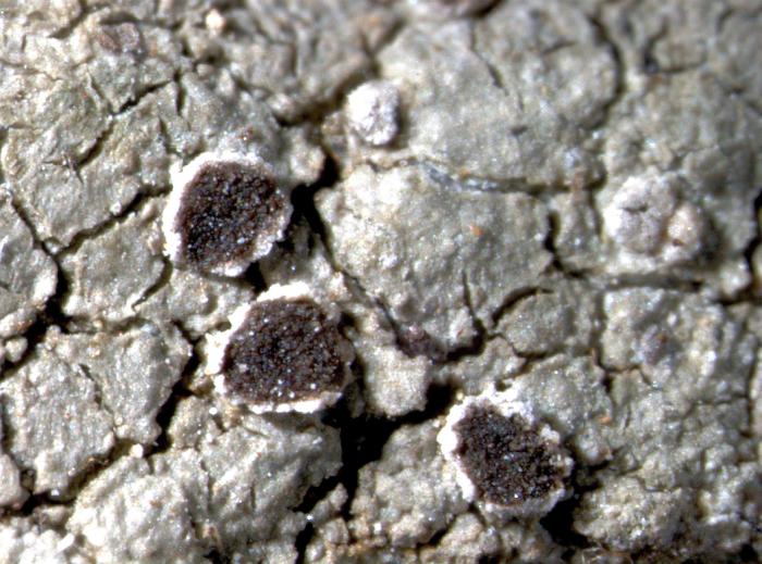 Trapelia coarctata (Turner ex Sm.) M. Choisy, 1932