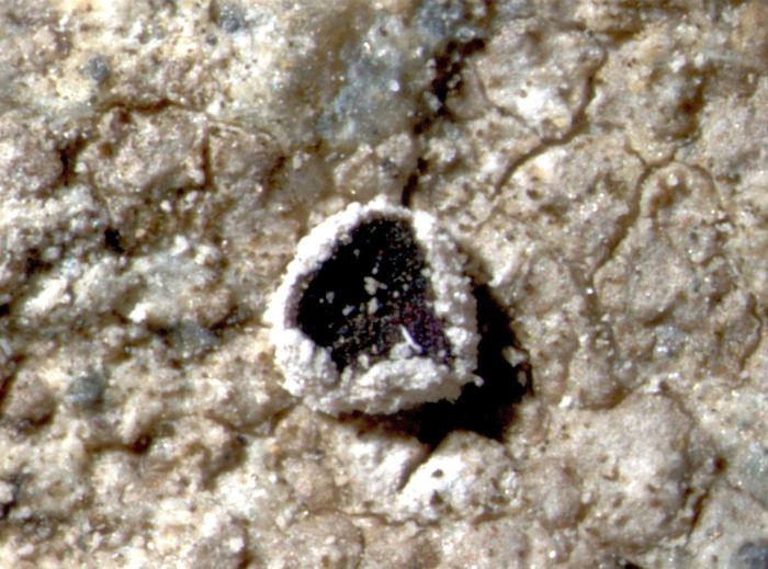 Trapelia coarctata (Turner ex Sm.) M. Choisy, 1932