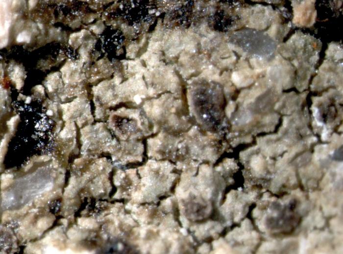 Trapelia coarctata (Turner ex Sm.) M. Choisy, 1932