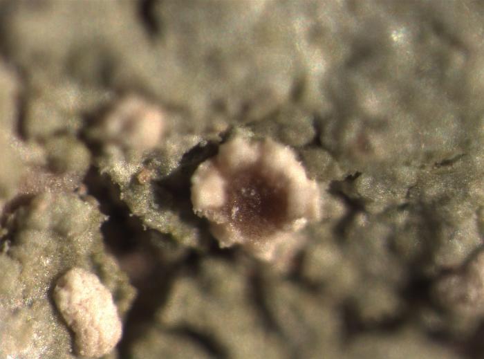 Trapelia coarctata (Turner ex Sm.) M. Choisy, 1932