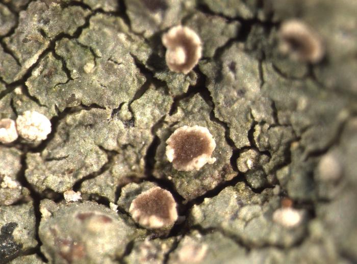 Trapelia coarctata (Turner ex Sm.) M. Choisy, 1932