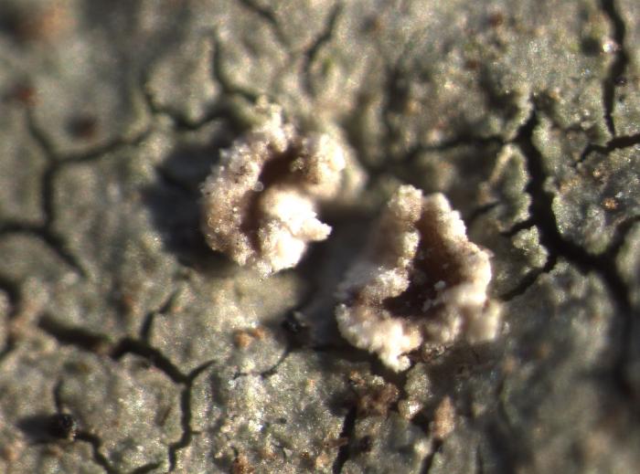 Trapelia coarctata (Turner ex Sm.) M. Choisy, 1932