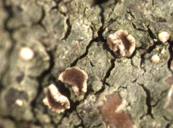 Trapelia coarctata (Turner ex Sm.) M. Choisy, 1932