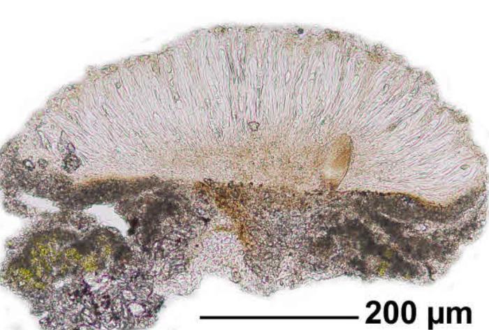 Trapelia coarctata (Turner ex Sm.) M. Choisy, 1932