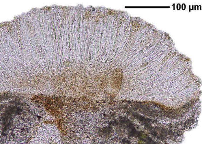 Trapelia coarctata (Turner ex Sm.) M. Choisy, 1932