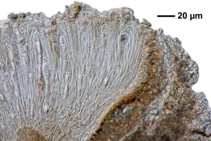 Trapelia coarctata (Turner ex Sm.) M. Choisy, 1932