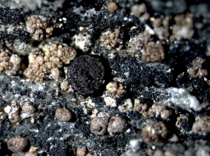 Trapelia obtegens (Th. Fr.) Hertel, 1970