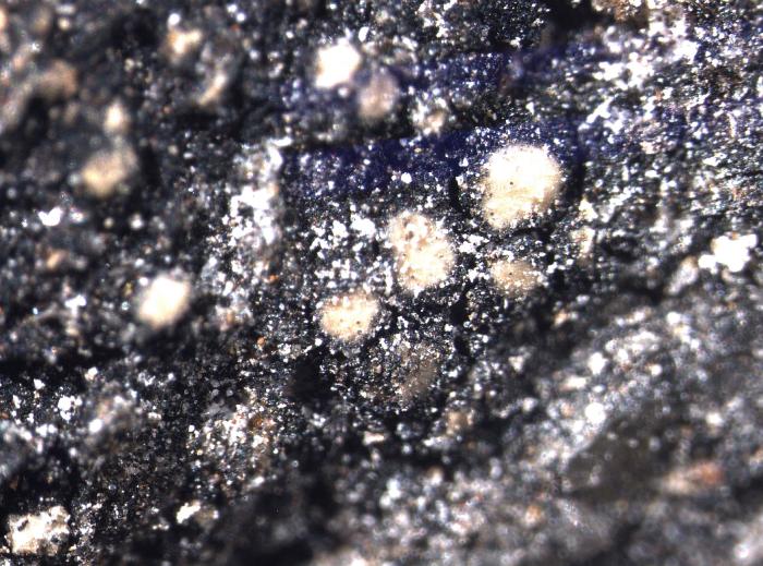 Trapelia obtegens (Th. Fr.) Hertel, 1970