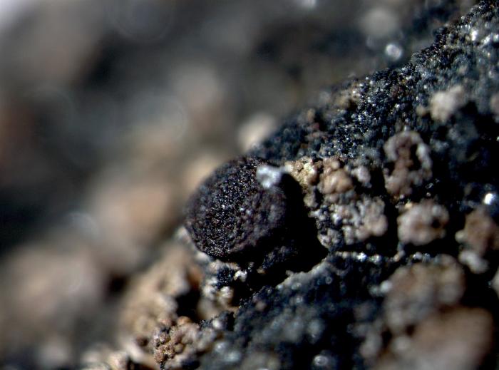 Trapelia obtegens (Th. Fr.) Hertel, 1970