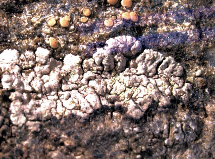 Trapelia placodioides Coppins & P. James, 1984